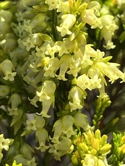 Erica lutea