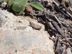 Paratettix mexicanus