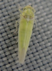 Zygina nivea