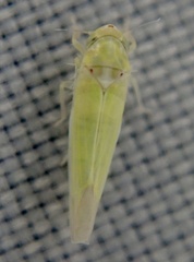 Zygina nivea