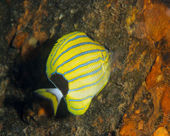 Chaetodon fremblii