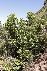 Olea capensis capensis
