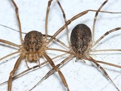 Opilio saxatilis