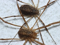 Opilio saxatilis