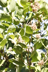 Olea capensis capensis