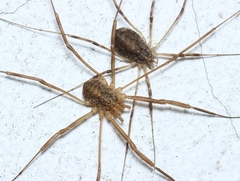 Opilio saxatilis