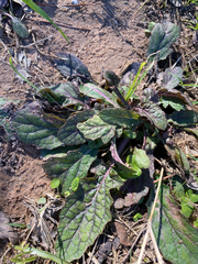 Salvia lyrata
