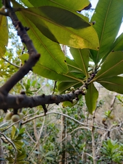 Pleiomeris canariensis image