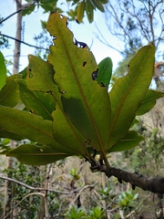 Pleiomeris canariensis image