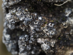 Gyalidea asteriscus