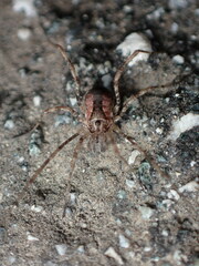Protolophus