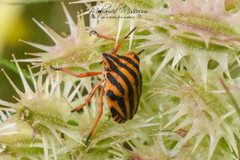 Graphosoma lineatum lineatum