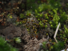 Microbryum curvicollum