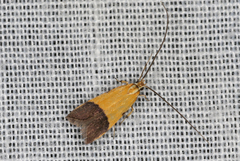 Crocanthes micradelpha