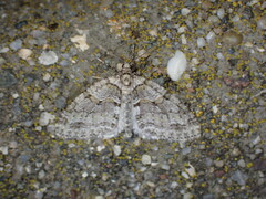 Hydriomena nubilofasciata