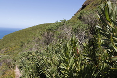 Protea lepidocarpodendron