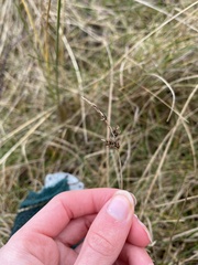 Anthracoidea arenariae