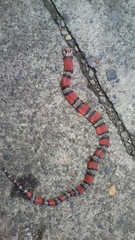 Lampropeltis micropholis