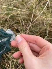Carex arenaria