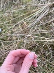 Carex arenaria