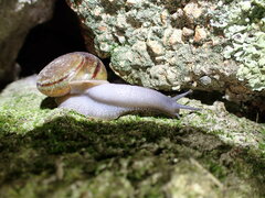 Helminthoglypta benitoensis