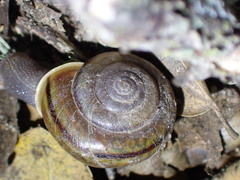 Helminthoglypta benitoensis