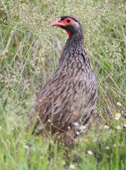 Pternistis afer castaneiventer