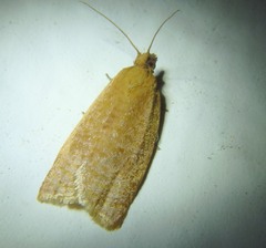Clepsis consimilana