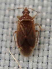 Cardiastethus fasciiventris