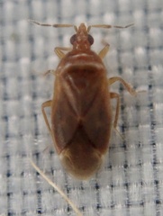 Cardiastethus fasciiventris