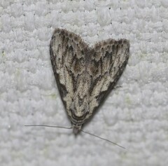 Nola pleurochorda