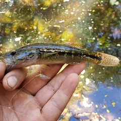 Gobiomorus maculatus