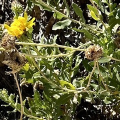Grindelia chiloensis