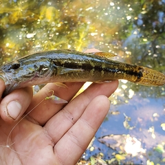 Gobiomorus maculatus