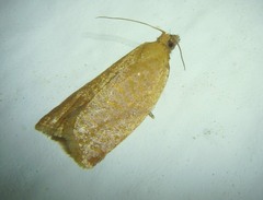 Clepsis consimilana