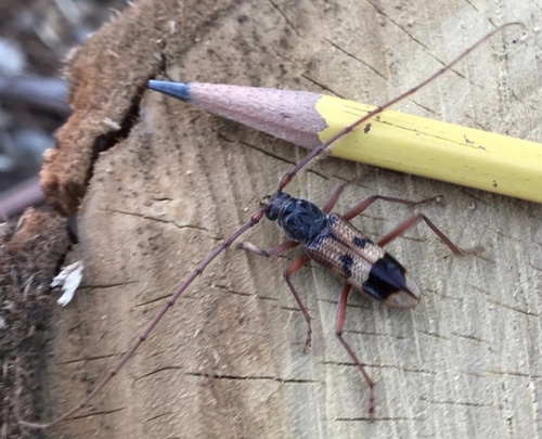Lesser Eucalyptus Longhorn Beetle photo 5