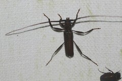 Xystrocera virescens