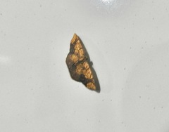 Melinodes detersaria