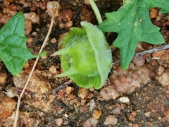 Dicerocaryum senecioides