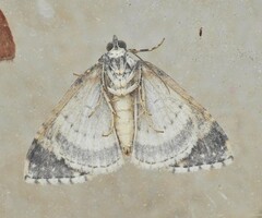 Hammaptera parinotata