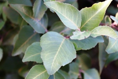Maytenus acuminata