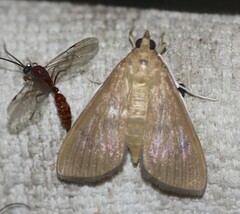 Protonoceras
