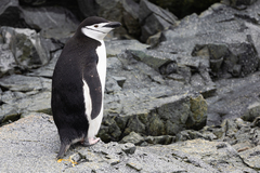 Pygoscelis antarcticus