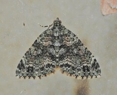 Hammaptera parinotata