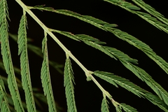 Leucaena pulverulenta