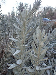 Eriodictyon tomentosum