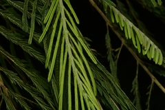 Leucaena pulverulenta