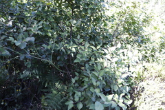 Maytenus acuminata