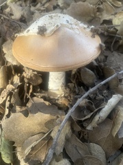 Amanita velosa