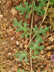 Dicerocaryum senecioides